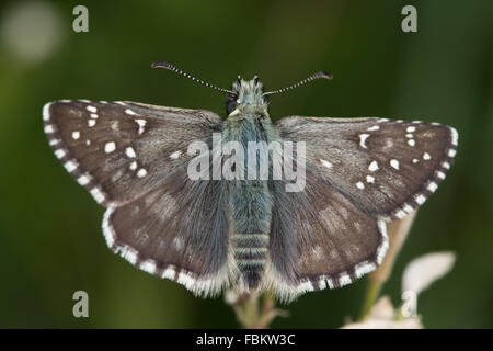 Grand Skipper grisonnants (Pyrgus alveus) Banque D'Images