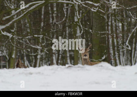 Hind red deer in snow Banque D'Images