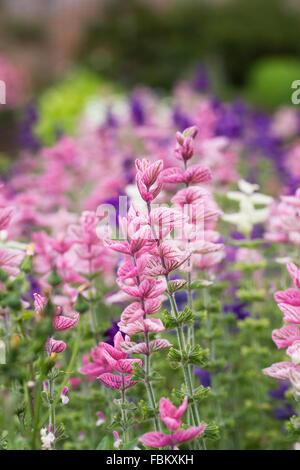 Salvia viridis. Sage peint. Banque D'Images