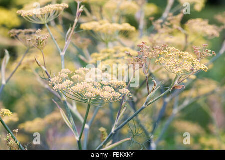 Foeniculum vulgare. Le fenouil seedheads en été. Banque D'Images