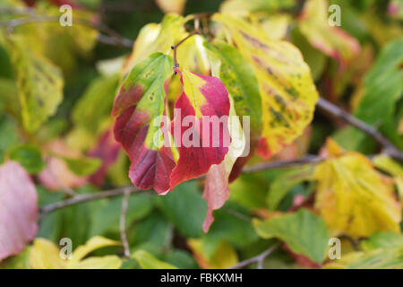 Parrotia persica feuilles à l'automne. Banque D'Images