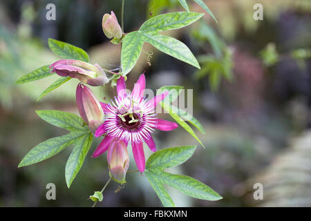 Passiflora violacea x fleur. La passion des fleurs poussant dans un environnement protégé. Banque D'Images