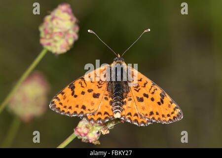 Spotted fritillary (Melitaea didyma) Banque D'Images