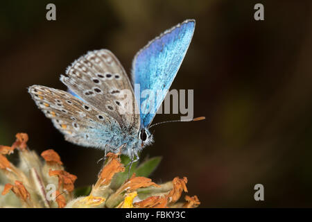 Blue (Polyommatus bellargus Adonis) Banque D'Images