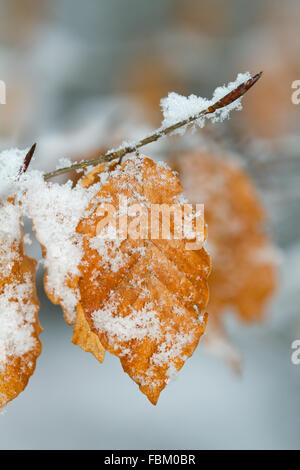 Feuilles flétries marron d'un Beech tree dans la neige. Banque D'Images