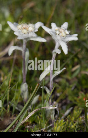 Edelweiss (Leontopodium alpinum) fleurs Banque D'Images
