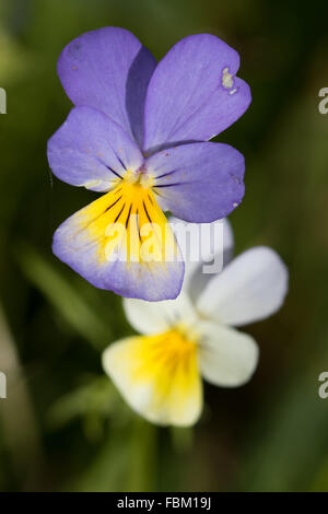 Heartsease (Viola tricolor) fleurs Banque D'Images