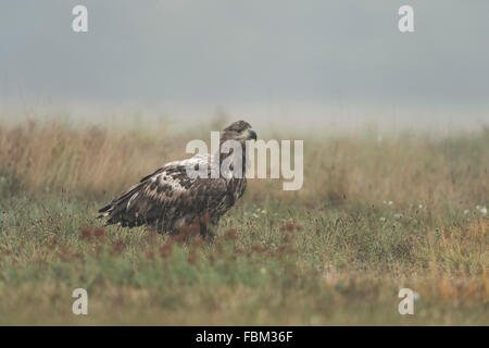White-tailed Eagle / l'Aigle de mer / Seeadler ( Haliaeetus albicilla ) se trouve sur le terrain, regarde attentivement autour de la faune, Banque D'Images