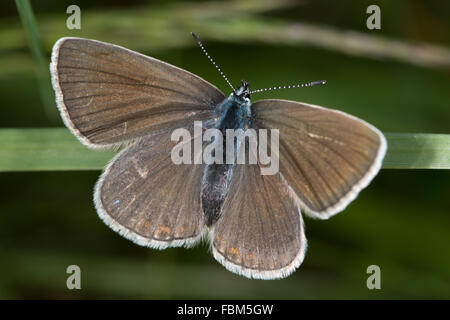 Amanda's Blue (Polyommatus amandus) reposant sur un brin d'herbe Banque D'Images