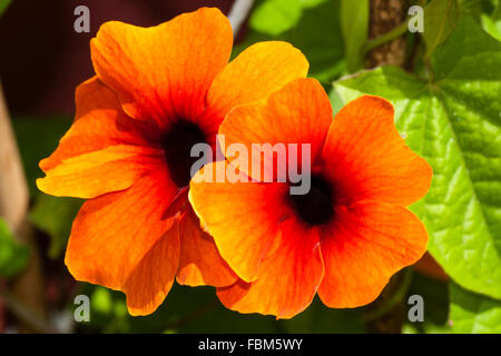 Les fleurs de l'alpiniste annuel Thunbergia Susie Soleil Rouge Orange Banque D'Images