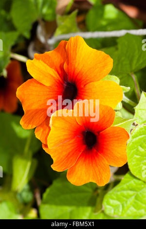 Les fleurs de l'alpiniste annuel Thunbergia Susie 'Sunshine' rouge et orange Banque D'Images