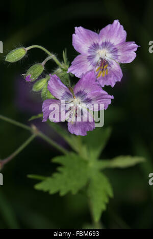 Géranium sanguin (Geranium phaeum sombre des fleurs) Banque D'Images