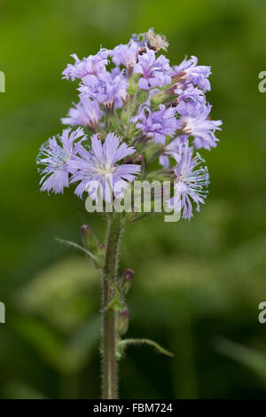 Bleu alpin-le laiteron des champs (Cicerbita alpina) fleurs Banque D'Images