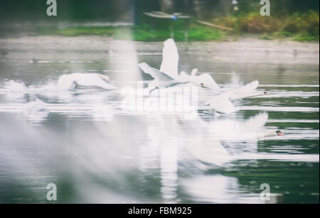 Cygnes en vol au lac, Suisse Banque D'Images