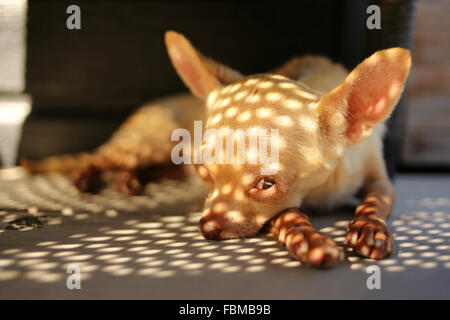 Chihuahua dog lying on floor in shadows Banque D'Images