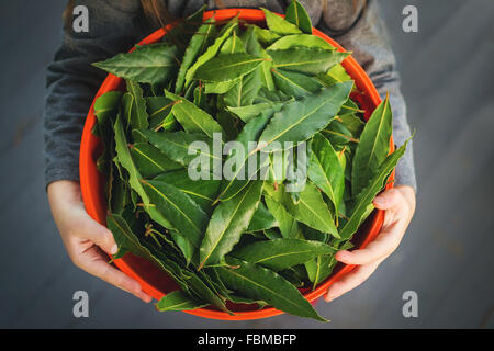 Vue de dessus de girl holding bol de feuilles de laurier Banque D'Images