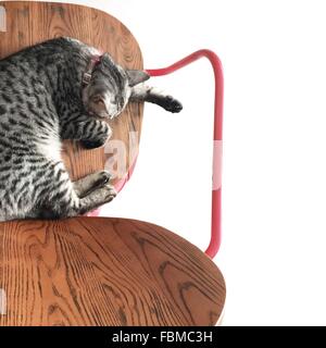 Vue aérienne d'un chat dort sur une chaise en bois Banque D'Images