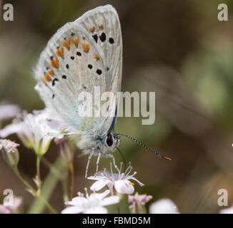 Bleu Turquoise (Polyommatus dorylas) butterfly se nourrissant de fleurs blanches Banque D'Images