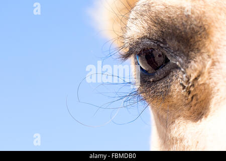 Close-up d'un chameau's eye, Australie Banque D'Images