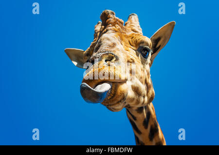 Portrait d'une girafe qui sort sa langue maternelle Banque D'Images