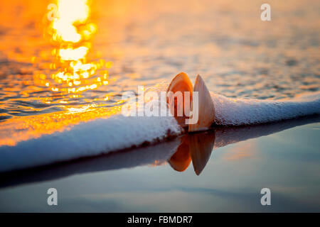 Shell sur plage dans le surf au lever du soleil Banque D'Images