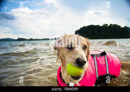 Border Collie chien jouant avec une balle de tennis dans le lac Banque D'Images