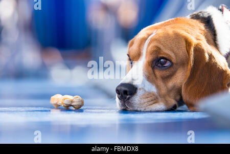 Triste à chien beagle avec un os à mâcher Banque D'Images