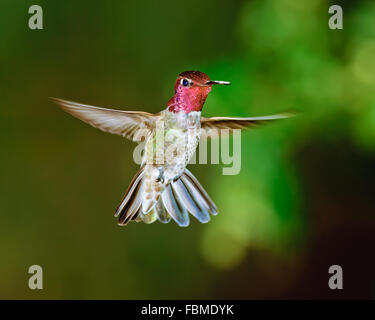 Un colibri mâle d'Anna planant au milieu de l'air, Arizona, États-Unis Banque D'Images