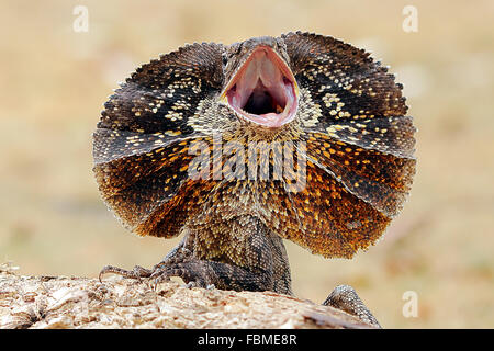 L'encolure en colère frilled lizard (Chlamydosaurus kingii), l'Australie Banque D'Images