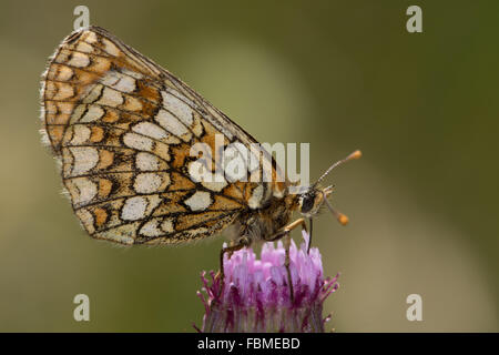 Heath fritillary (Mellicta athalia) se nourrissent d'une plus grande la centaurée noire (Centaurea scabiosa) flower Banque D'Images