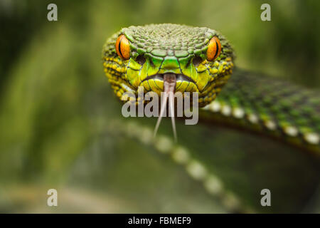 Portrait d'un pit viper (Trimeresurus), îles Riau, Indonésie Banque D'Images