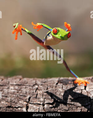 Red Eye tree frog (agalychnis callidryas) debout sur une jambe, Îles Riau, Indonésie Banque D'Images