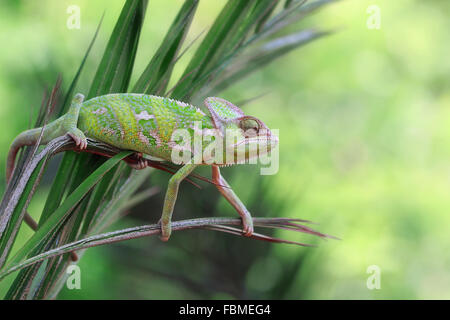 (Chamaeleo calyptratus Caméléon voilée) assis sur une plante Banque D'Images