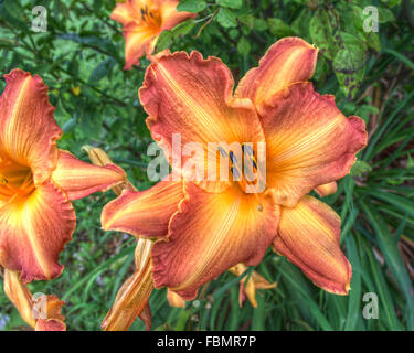Tigerlily HDR Banque D'Images
