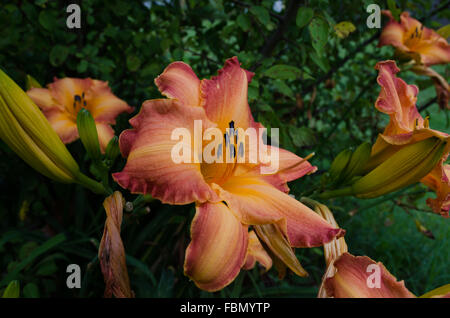 Tigerlily en fleur Banque D'Images