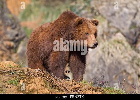 Un brown (ou ours grizzly) dans le Parc Naturel de Cabarceno, Cantabrie, Espagne.