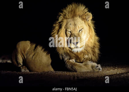 Lion mâle magnifique dans la nuit Banque D'Images