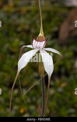 Orchidée araignée blanche (Caladenia longicauda) Banque D'Images