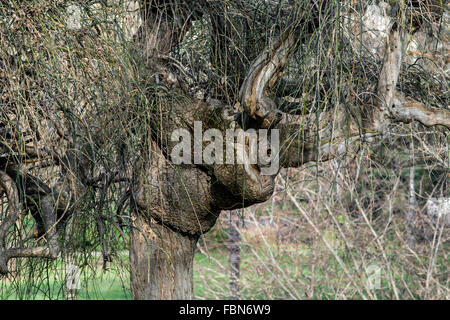 Branches sans feuilles emmêlées Banque D'Images