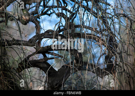 Branches sans feuilles emmêlées Banque D'Images