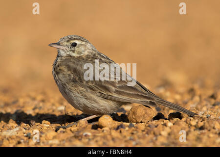 Australasian Sprague (Anthus novaeseelandiae) assis sur le gravier Banque D'Images