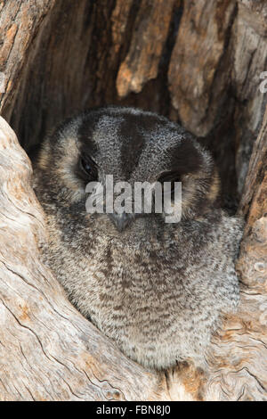 Australian Owlet-or (Aegotheles cristatus) à l'entrée de son nesthole Banque D'Images