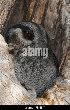 Australian Owlet-or (Aegotheles cristatus) à l'entrée de son nesthole Banque D'Images