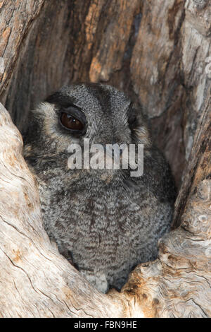 Australian Owlet-or (Aegotheles cristatus) à l'entrée de son nesthole Banque D'Images