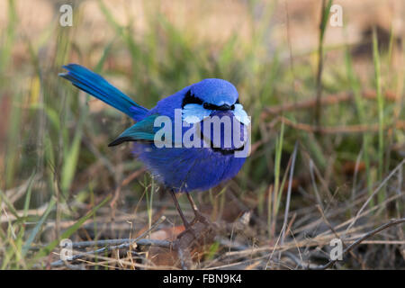 Magnifique mâle Fairywren (Malurus splendens) Banque D'Images