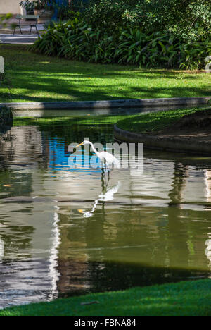 Héron blanc dans le parc du palais de Catete, Rio de Janeiro, Brésil Banque D'Images