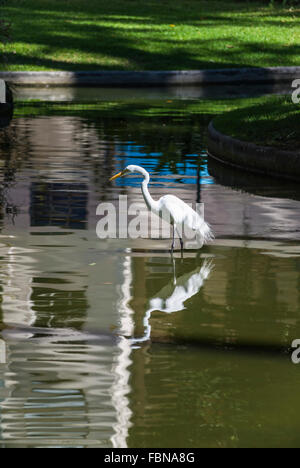 Héron blanc dans le parc du palais de Catete, Rio de Janeiro, Brésil Banque D'Images