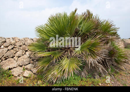 Ventilateur, fougère méditerranéenne Palmito, European Fan Palm, Zwerg-Palme Zwergpalme, Europäische, Palme, Palmen, Chamaerops humilis Banque D'Images