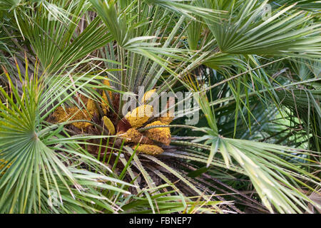 Ventilateur, fougère méditerranéenne Palmito, European Fan Palm, Zwerg-Palme Zwergpalme, Europäische, Palme, Palmen, Chamaerops humilis Banque D'Images