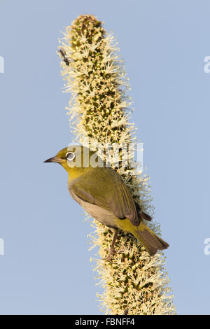 Silvereye (Zosterops lateralis) perché sur un arbre herbe Austral (Xanthorrhoea australis) fleur au Sud-Ouest de l'Australie Banque D'Images